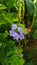 Beautiful purple flowers of vinca on background of green leaves. Vinca minor small periwinkle, small periwinkle, ordinary periwin
