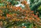 Beautiful purple foliage on curved branches of barberry Berberis thunbergii Atropurpurea perfectly harmonizes with evergreen plant