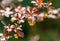 Beautiful purple foliage on curved branches of barberry Berberis thunbergii Atropurpurea perfectly harmonizes with evergreen plant