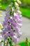 Beautiful purple foxgloves flower in a spring season at a botanical garden.