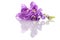Beautiful purple freesia, isolated on white