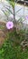 Beautiful purple golden flower (scientific name : Ruellia humilis) in the garden.