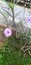 Beautiful purple golden flower (scientific name : Ruellia humilis) in the garden.