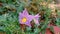 Beautiful Purple Grass Flowers with Thorny Leaves