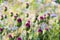 Beautiful purple green blooming round-headed garlic flower, allium sphaerocephalon on blurred summer meadow background