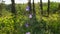 Beautiful Purple Harebell blossoms, Campanula rotundifolia. Closeup clip of native wild flowers in Minnesota forest.