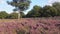 Beautiful purple heather near green trees