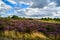 A beautiful purple heather in the UK