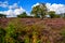 A beautiful purple heather in the UK