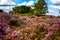 A beautiful purple heather in the UK