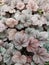 Beautiful purple Heuchera leaves closeup. Background