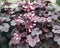 Beautiful purple Heuchera leaves closeup. Pink Heuchera flowers