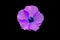 Beautiful purple hibiscus flower