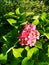 Beautiful purple hortensia with green leaves