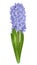 Beautiful purple hyacinth with the effect of a watercolor drawing isolated on white background.