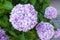 Beautiful purple hydrangeas bloomed