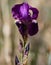 A Beautiful Purple Iris Flower Stem