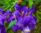 Beautiful purple irises grow up surrounded by green leaves, bright interesting flowers.