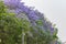 Beautiful purple Jacaranda ornamental trees by the road Kathmandu Nepal