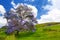 Beautiful purple jacaranda trees flowering along the roads of Maui island, Hawaii