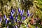 Beautiful purple Japanese Gentian flowers starting to bud on a nice autumn day.