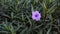 Beautiful Purple kencana flower