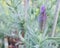 Beautiful purple lavender blossom close up view.