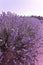 Beautiful purple lavender bush