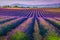 Beautiful purple lavender fields in Provence region, Valensole, France, Europe