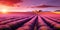 Beautiful purple lavender fields at sunset, Valensole, Provence, France, Europe