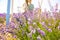 Beautiful purple lavender flowers on the summer field. Blurred Couple hugging on white wooden bench, romantic love story. Warm and