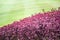 Beautiful purple leaves of Aerva sanguinolenta with green grass on background