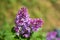 Beautiful purple lilac at sprintime on a blurry background, syringa vulgaris