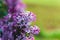 Beautiful purple lilac at sprintime on a blurry background, syringa vulgaris