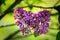 Beautiful purple lilac at sprintime on a blurry background, syringa vulgaris