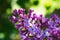 Beautiful purple lilac at sprintime on a blurry background, syringa vulgaris