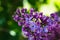 Beautiful purple lilac at sprintime on a blurry background, syringa vulgaris