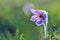 Beautiful purple little furry pasque-flower. (Pulsatilla grandis) Blooming on spring meadow at the sunset.