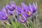 Beautiful purple little furry pasque-flower. (Pulsatilla grandis) Blooming on spring meadow at the sunset.