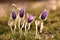 Beautiful purple little furry pasque-flower. (Pulsatilla grandis) Blooming on spring meadow at the sunset.