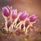 Beautiful purple little furry pasque flower. Pulsatilla grandis Pulsatilla patens. Pasqueflowers. Blooming on spring meadow.
