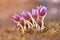 Beautiful purple little furry pasque flower. Pulsatilla grandis Pulsatilla patens. Pasqueflowers. Blooming on spring meadow.