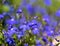 Beautiful purple Lobelia flower blossom in shallow depth of field focus