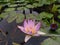 Beautiful purple lotus flowers on the water in Hong Kong wetlands park