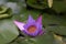 A beautiful purple lotus in water