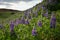 Beautiful purple lupins blooming