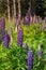 Beautiful purple lupins blossom meadow