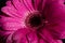 Beautiful purple magenta flower isolated on black background . purple gerbera with dew drops on top.