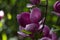 Beautiful purple Magnolia liliiflora Flower with Water Drops early in the Morning. View of a closed pink Mulan Magnolia.