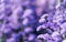 A beautiful purple Margaret flower field